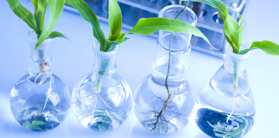 Services 2行目です　Mes cuml dia sed ineniasinge dolor commete ipsum comnetus.